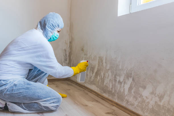 Licensed Basement Mold Remediation service in Copiague, NY - WQB Mold Removal